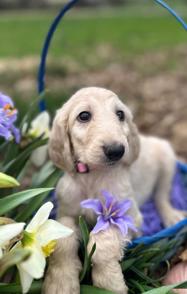 Afghan Hound Puppies media 19