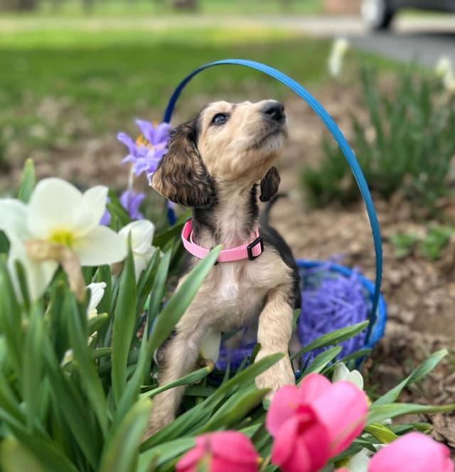 Afghan Hound Puppies media 20