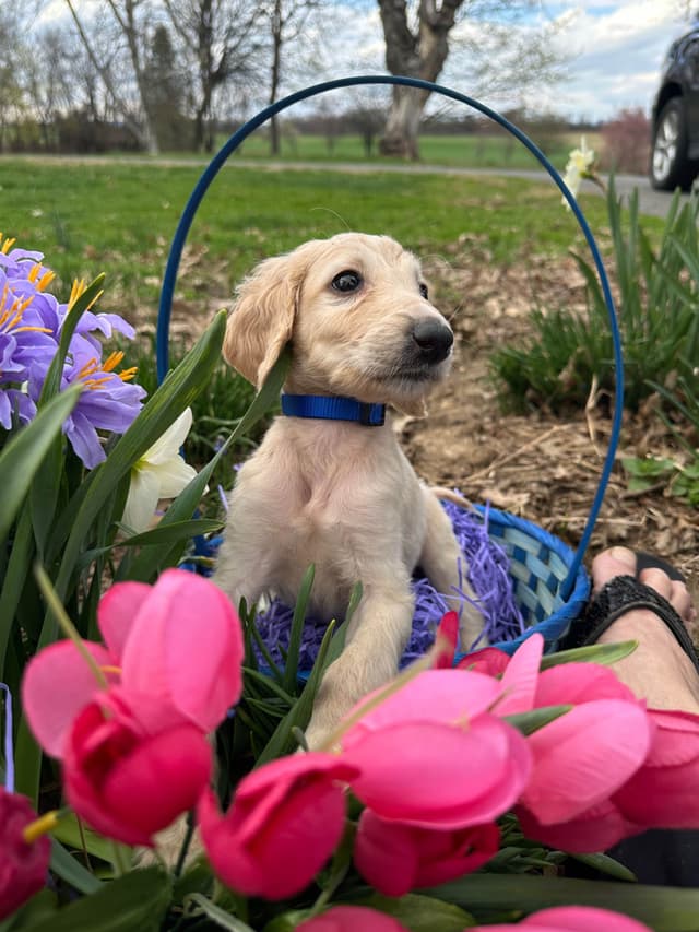 Afghan Hound Puppies media 21