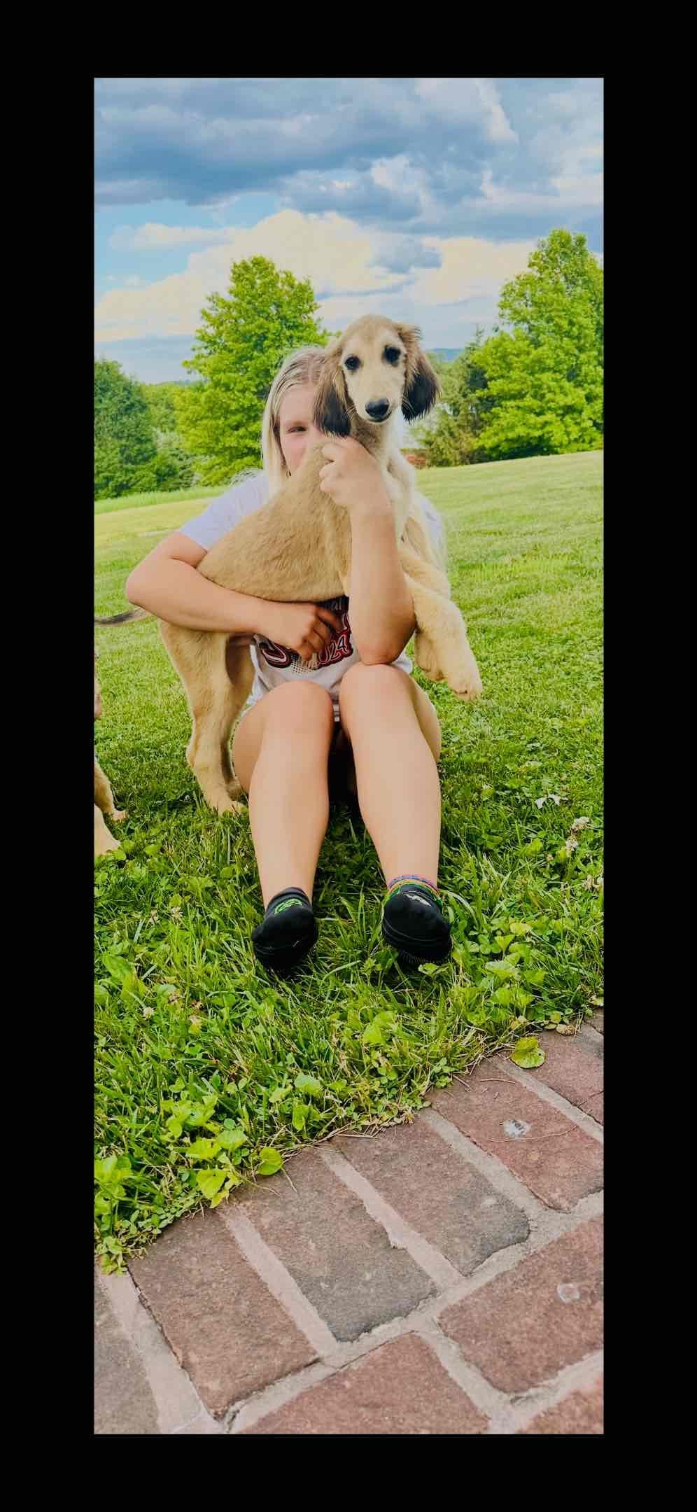 Afghan Hound Puppies breeder image 26
