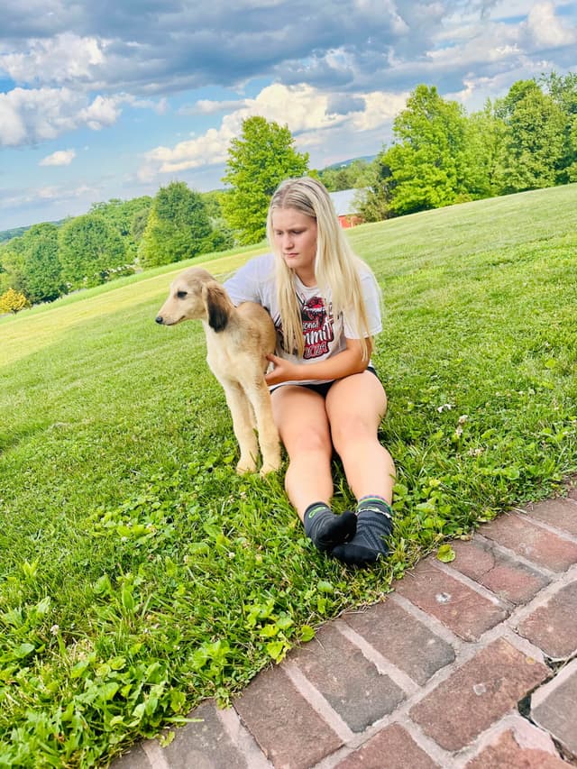 Afghan Hound Puppies media 3