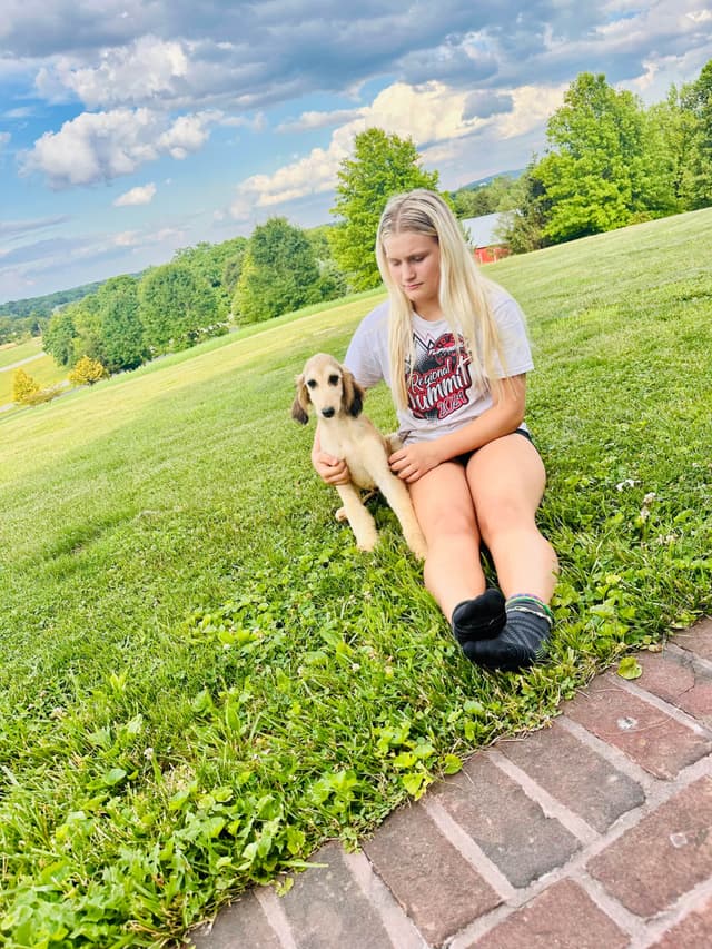 Afghan Hound Puppies media 24
