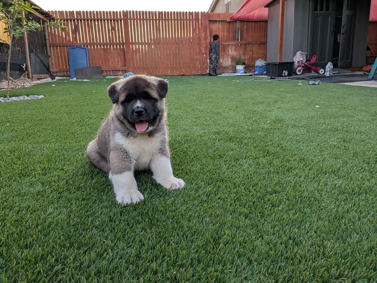 Akita breeder image 1