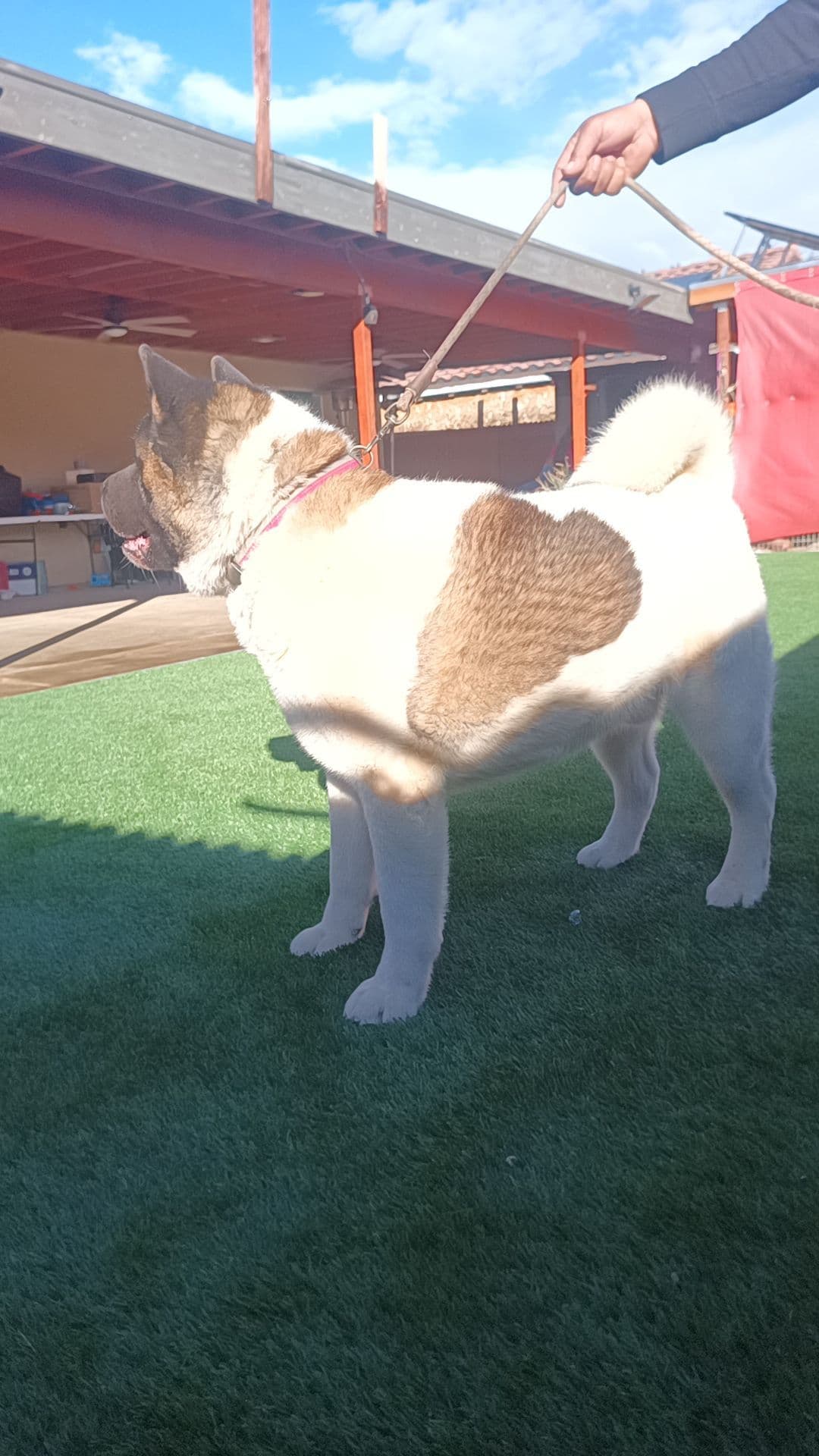 Akita breeder image 3