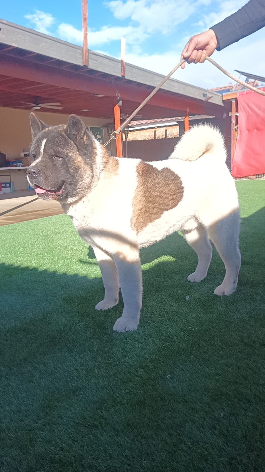 Akita breeder image 5