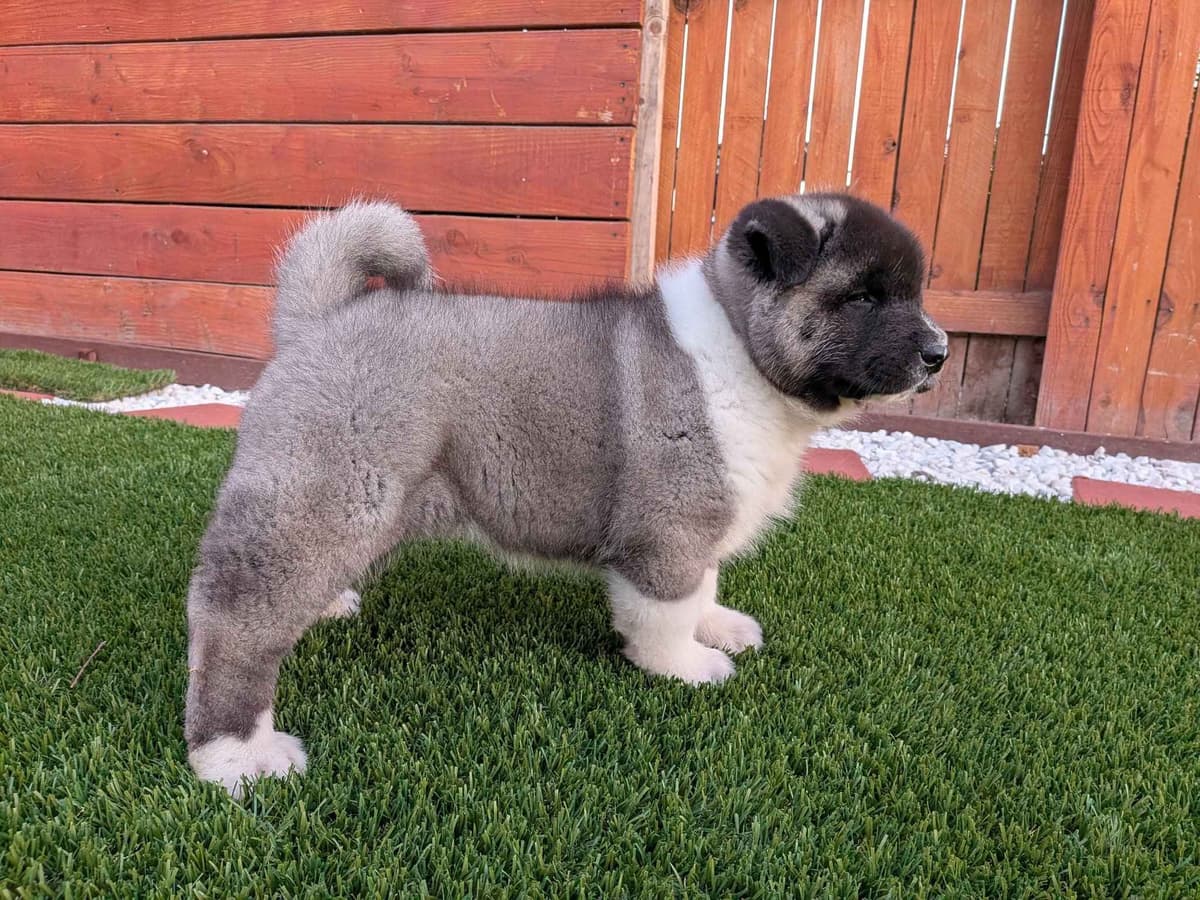 Akita breeder image 8
