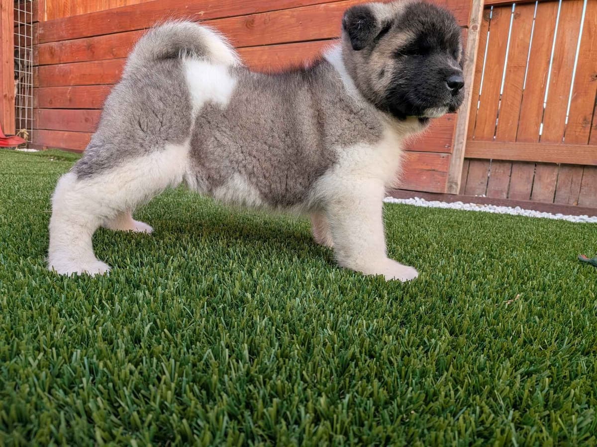 Akita breeder image 4