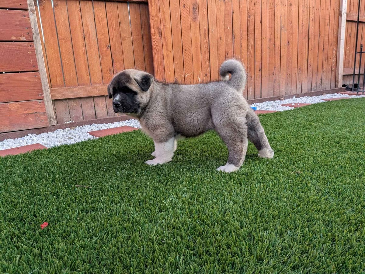 Akita breeder image 12