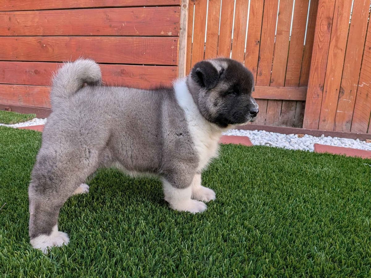 Akita breeder image 11