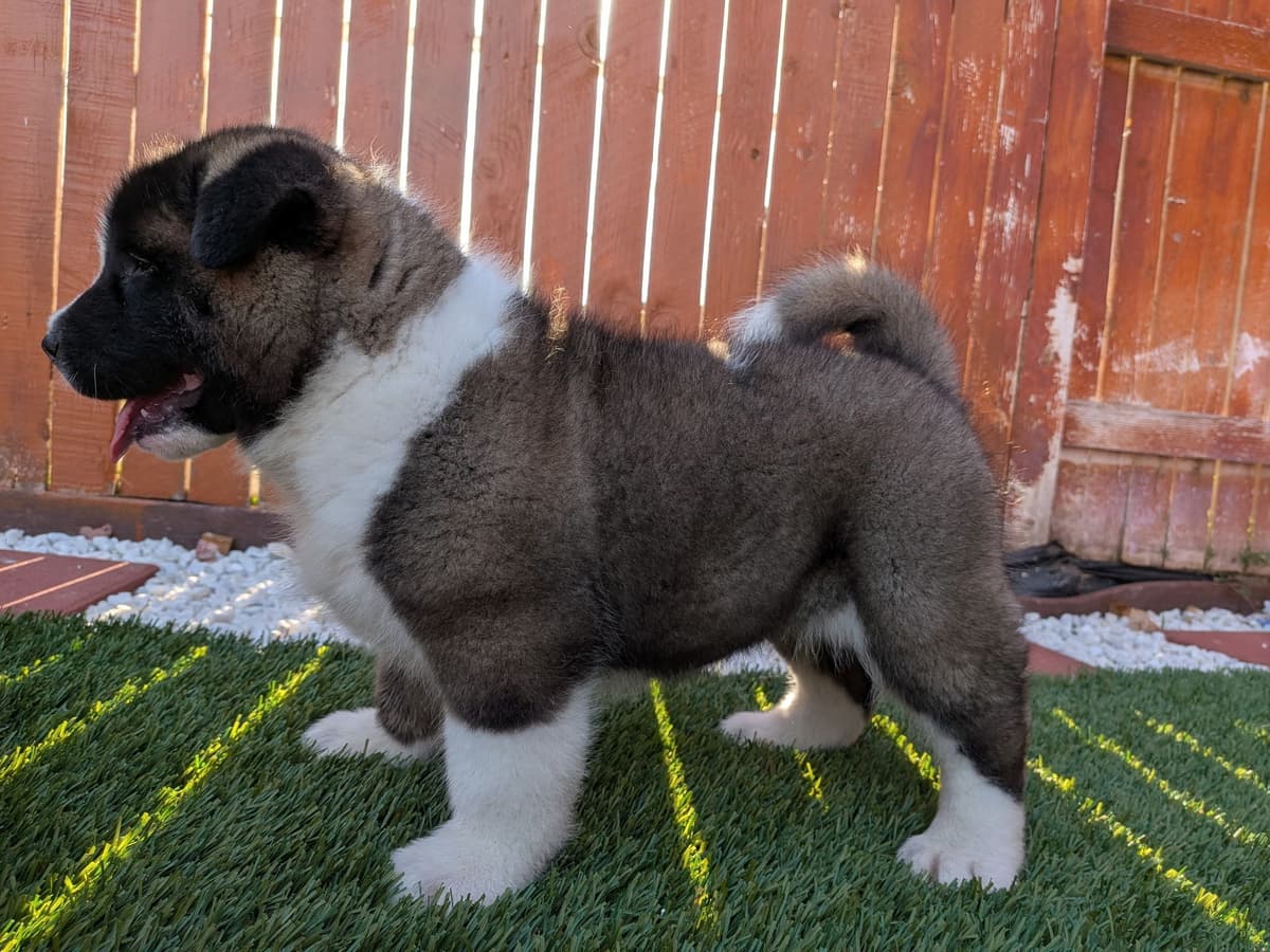 Akita breeder image 13