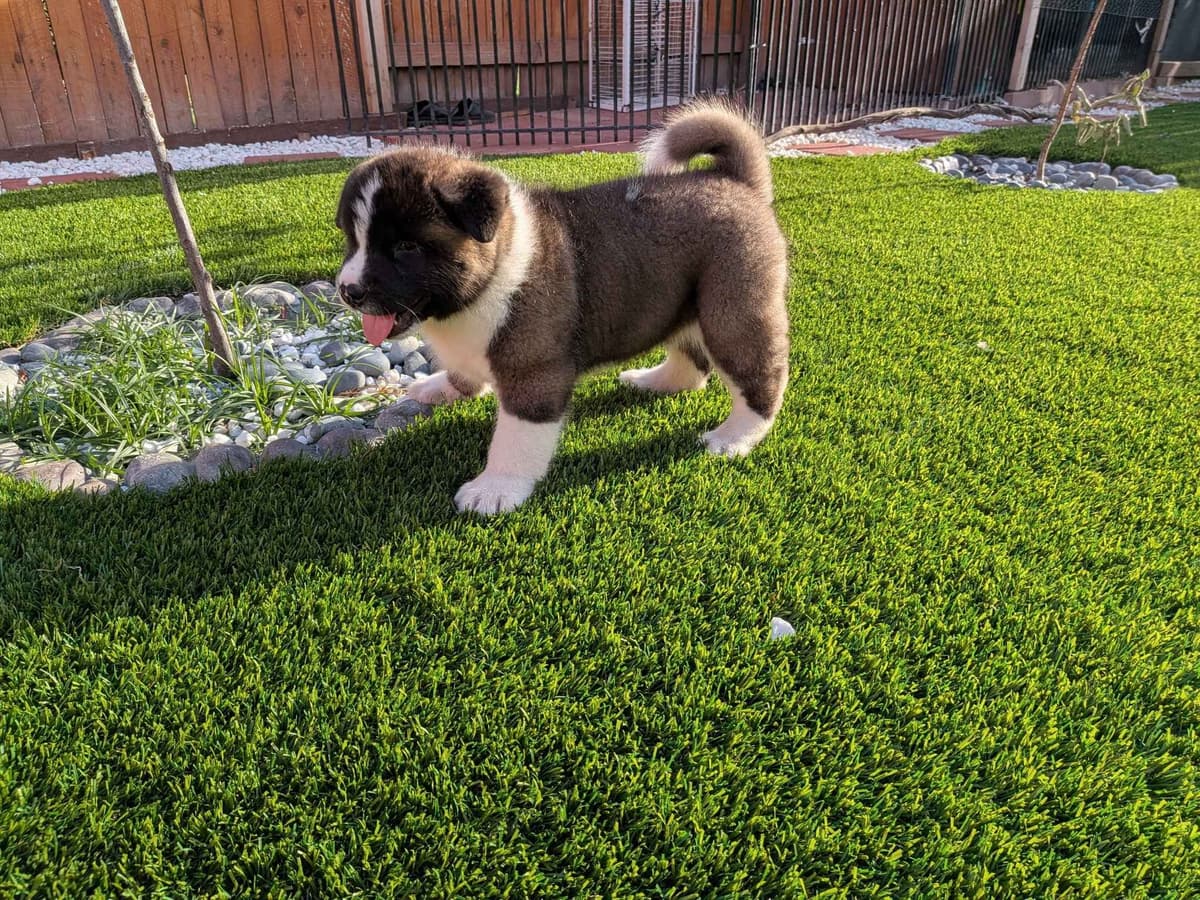 Akita breeder image 16