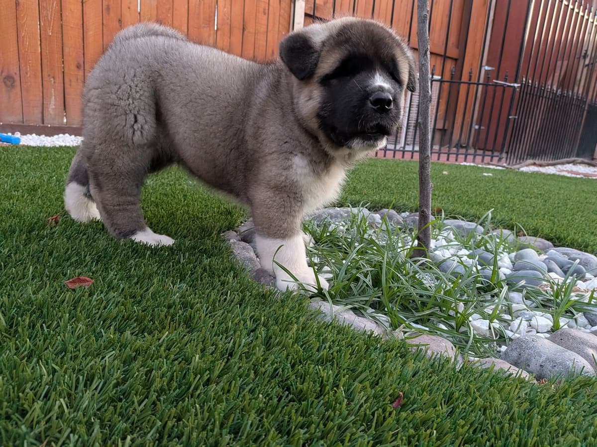 Akita breeder image 15