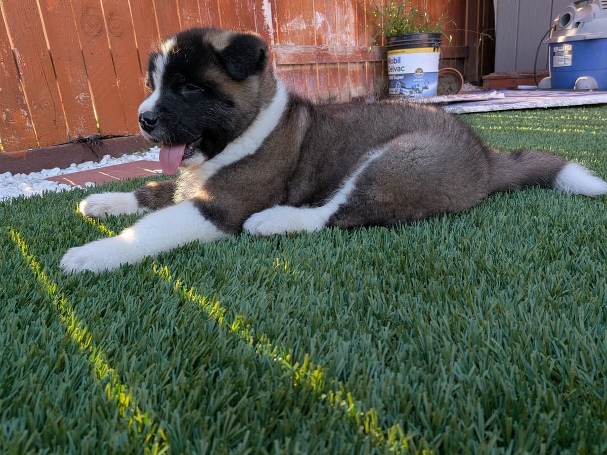 Akita breeder image 17