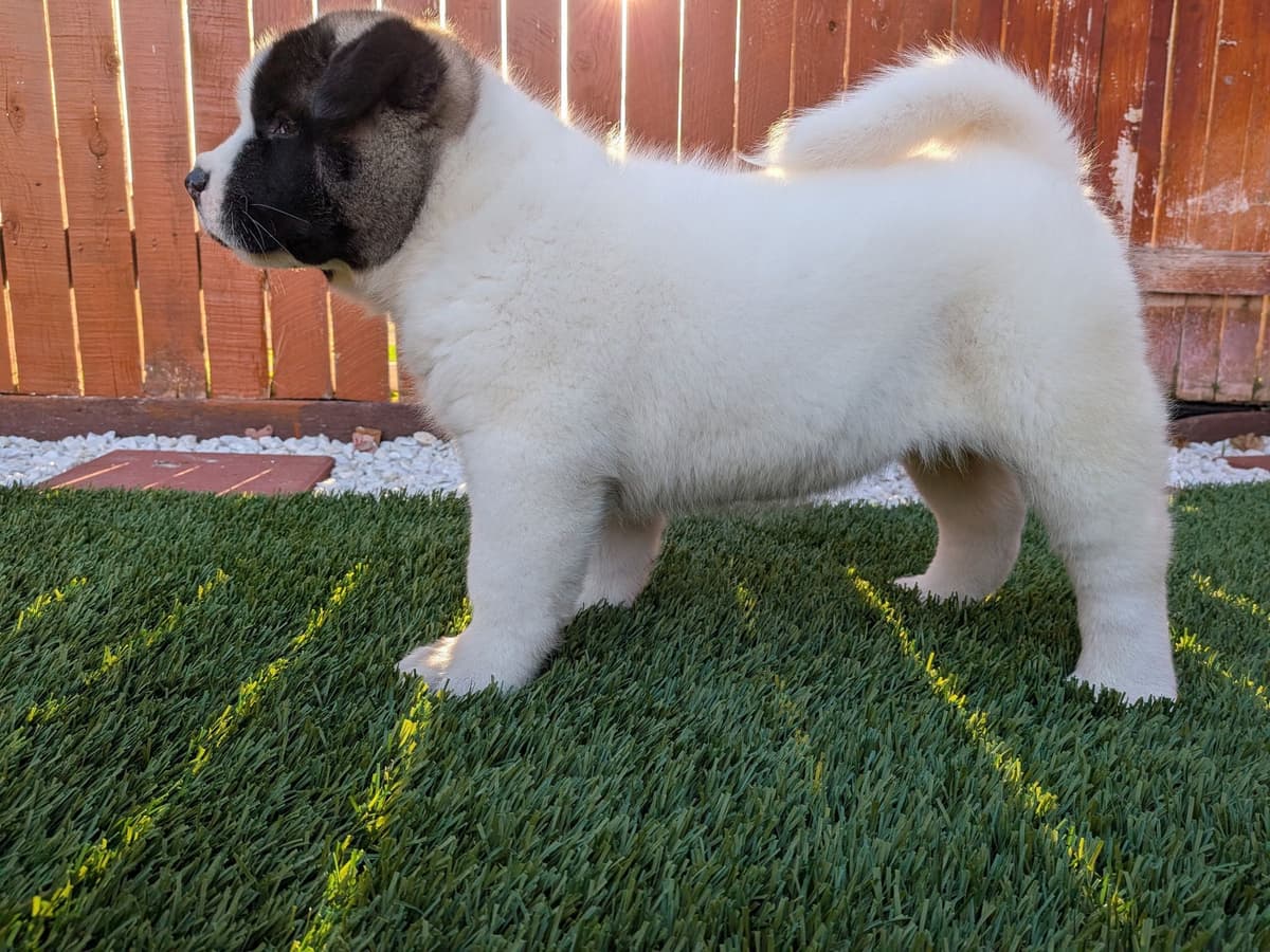 Akita breeder image 14