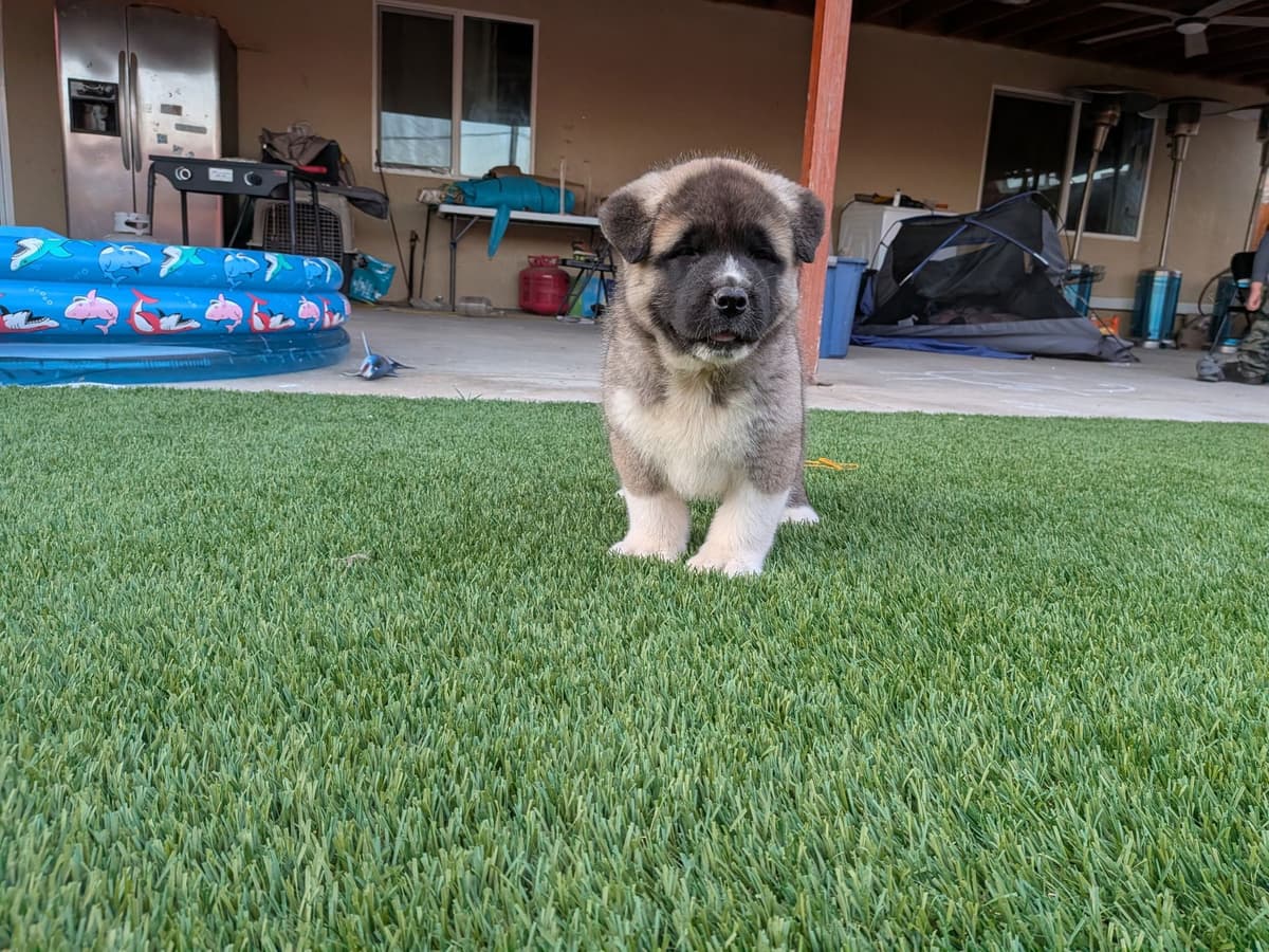 Akita breeder image 18