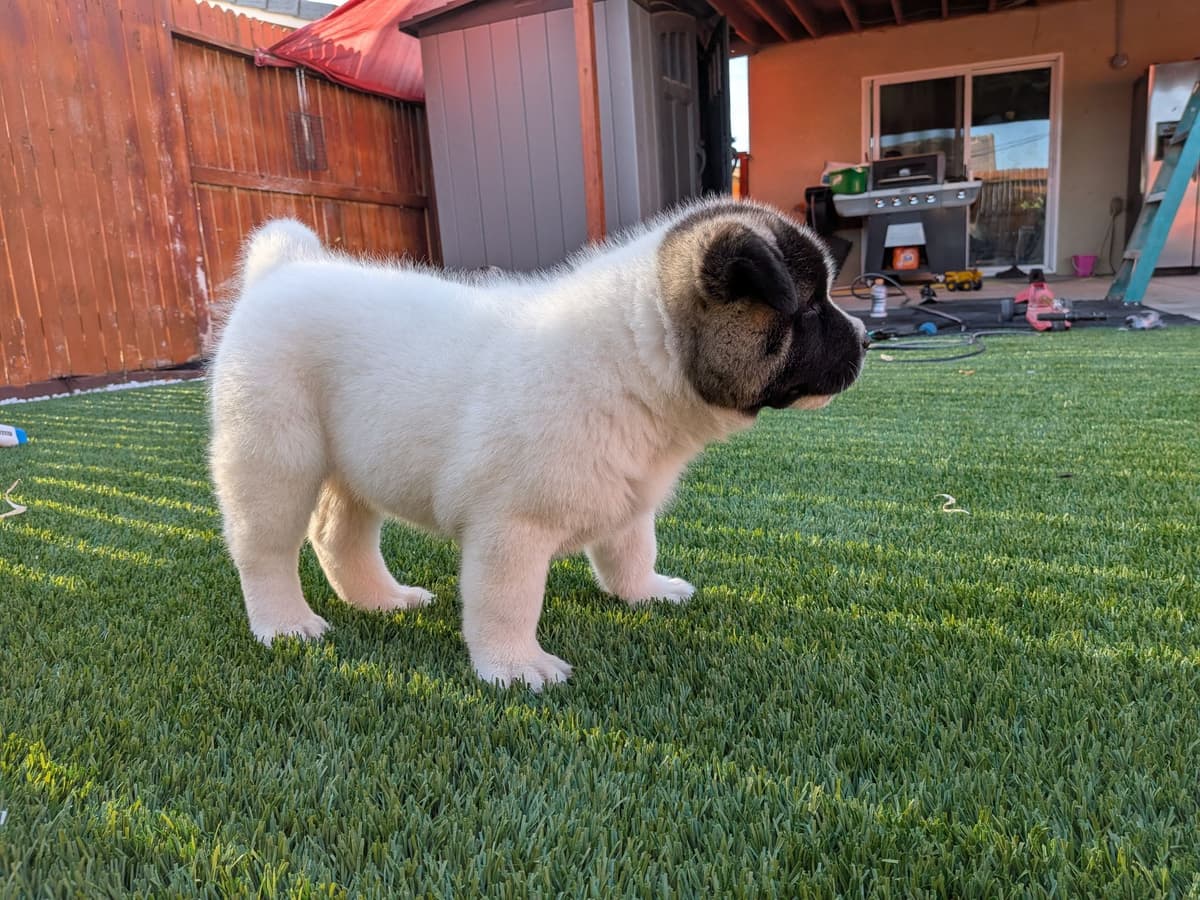 Akita breeder image 19