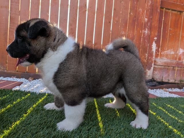 Akita media 11