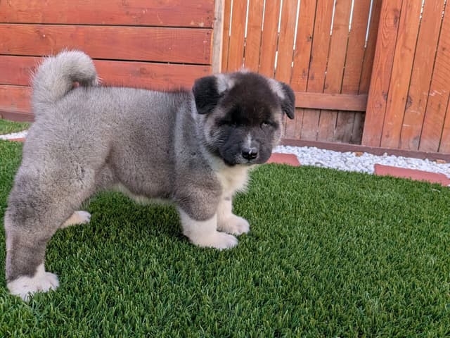 Akita media 16