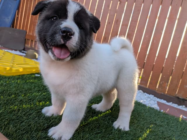 Akita media 18