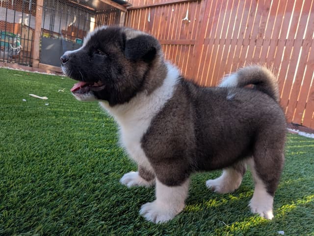 Akita media 19