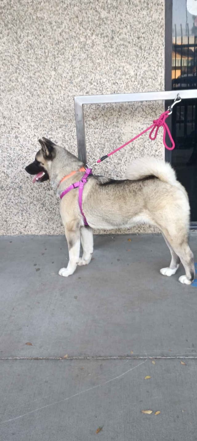 Akita media 20