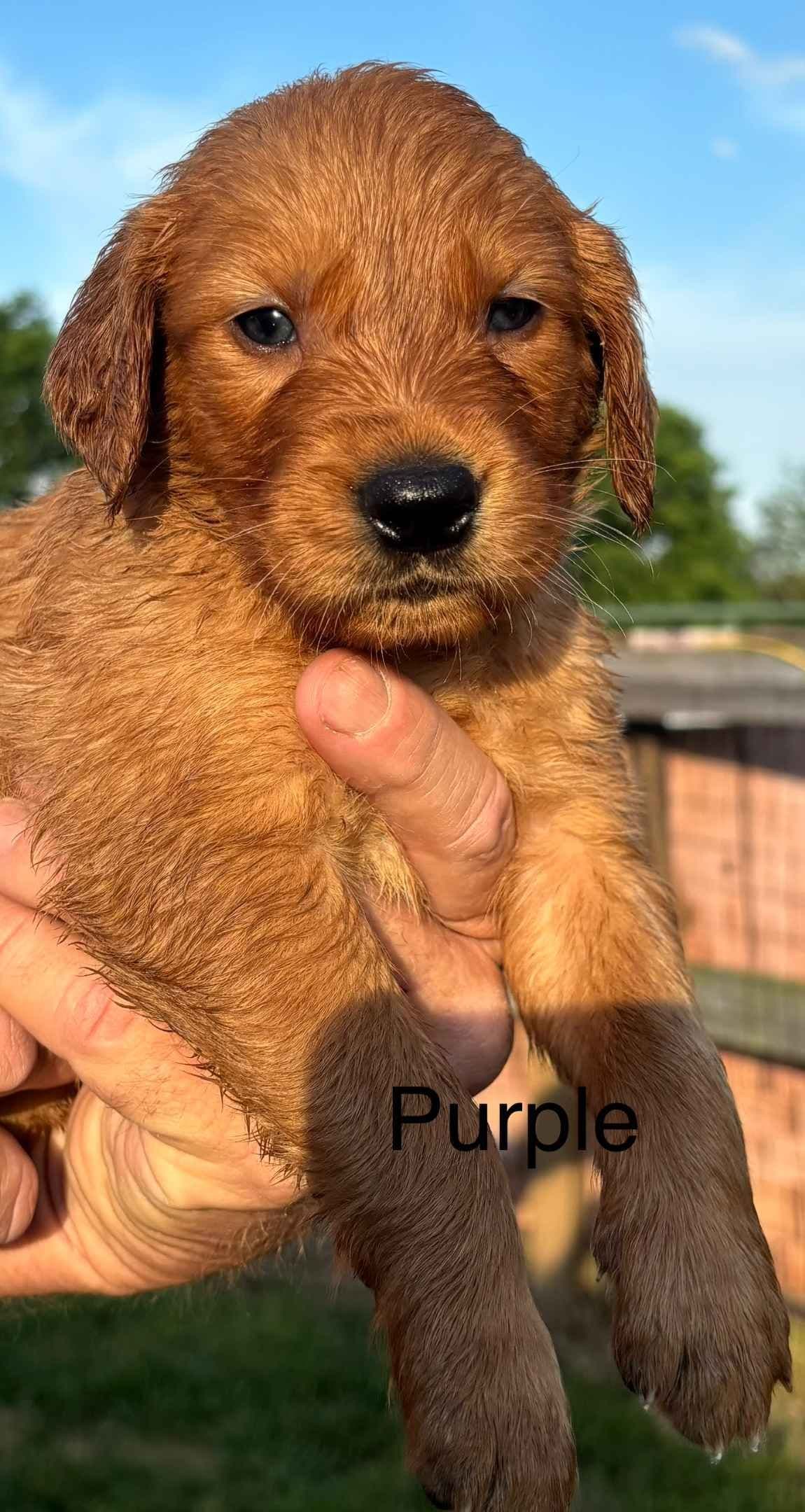 Golden Retriever Puppies breeder image 1
