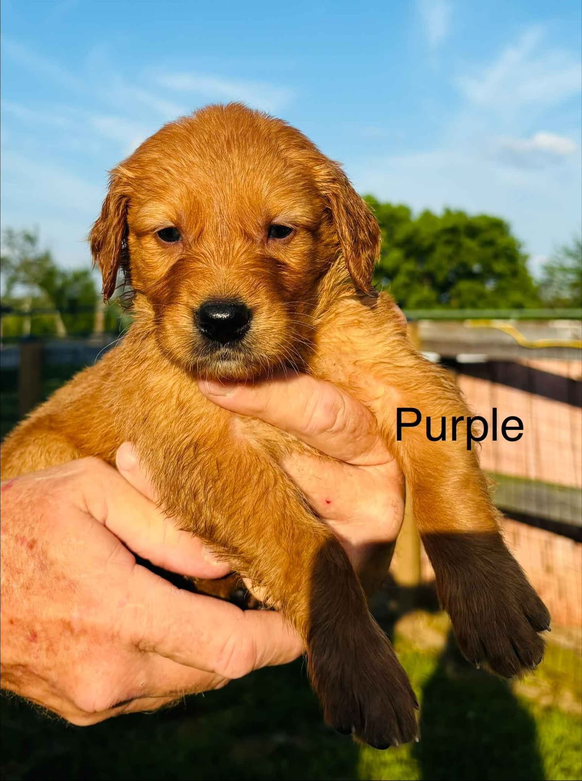 Golden Retriever Puppies breeder image 2