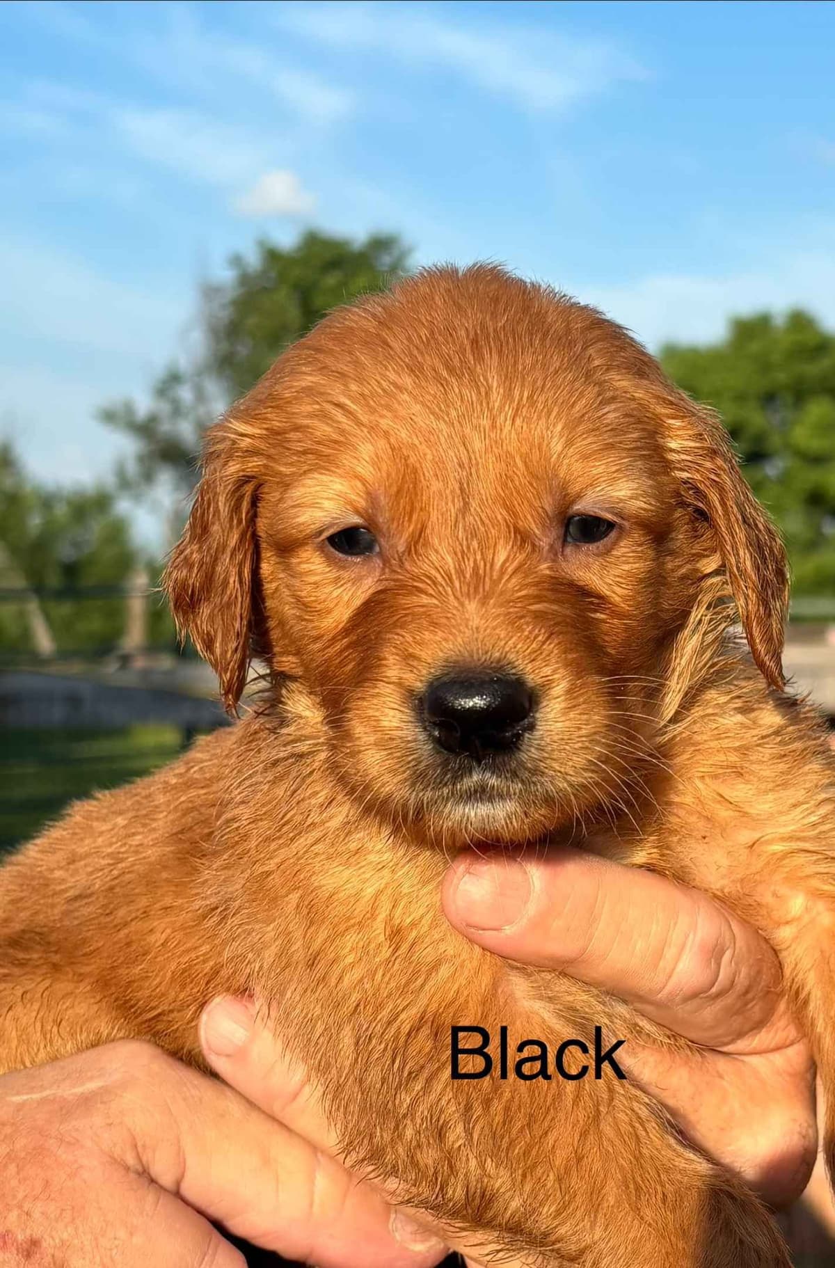 Golden Retriever Puppies breeder image 3