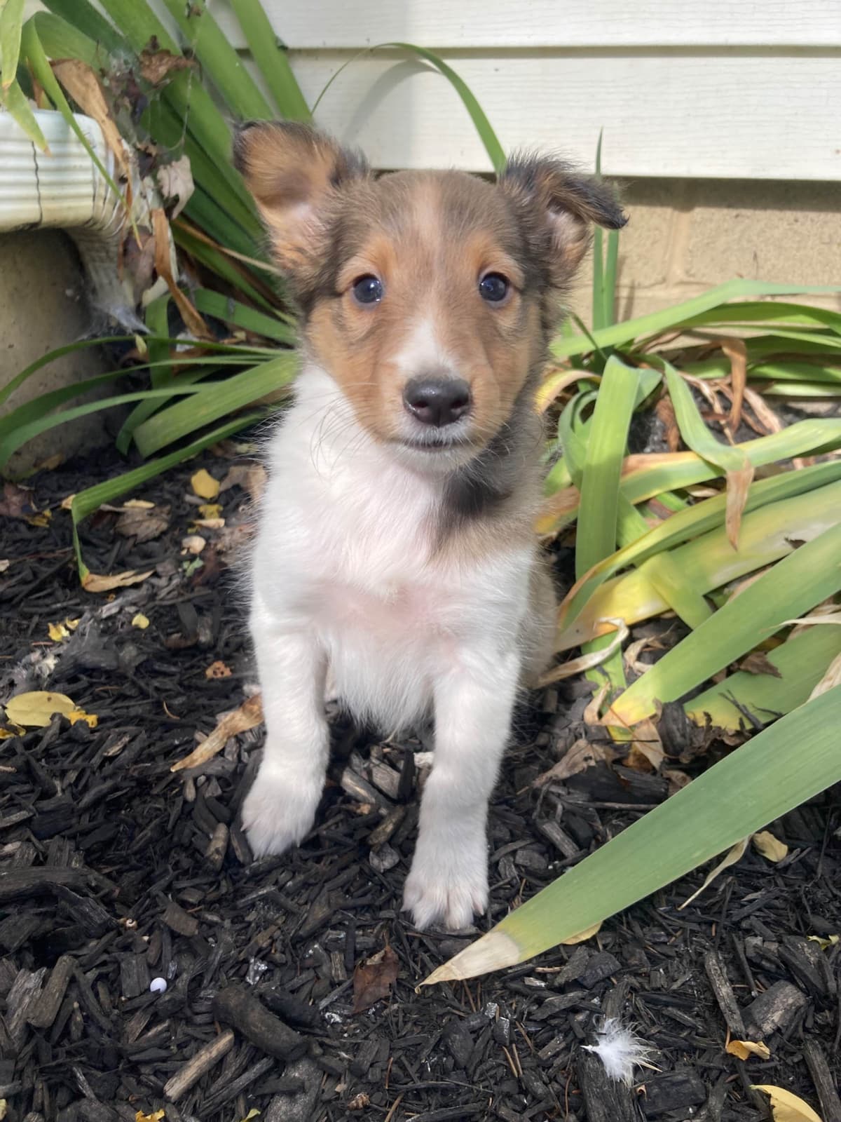 Dachshund Puppies breeder image 4