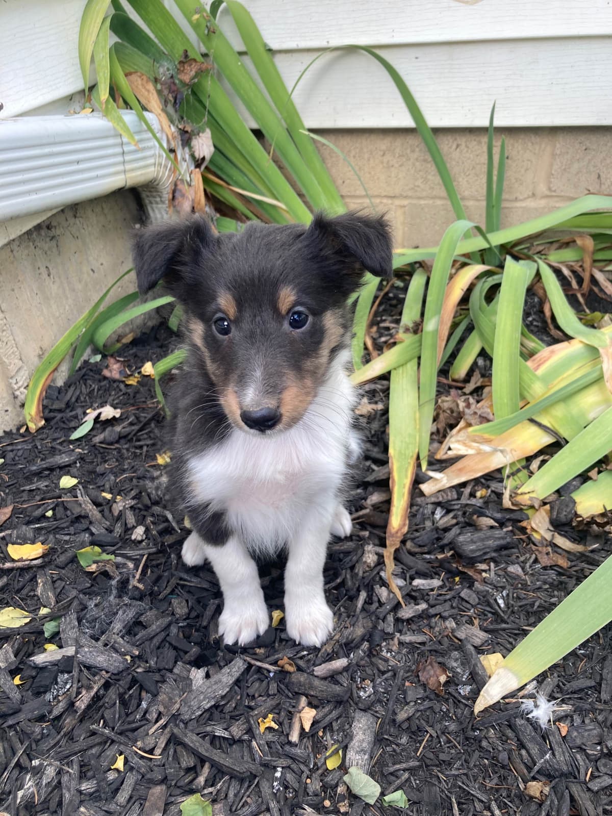 Dachshund Puppies breeder image 8
