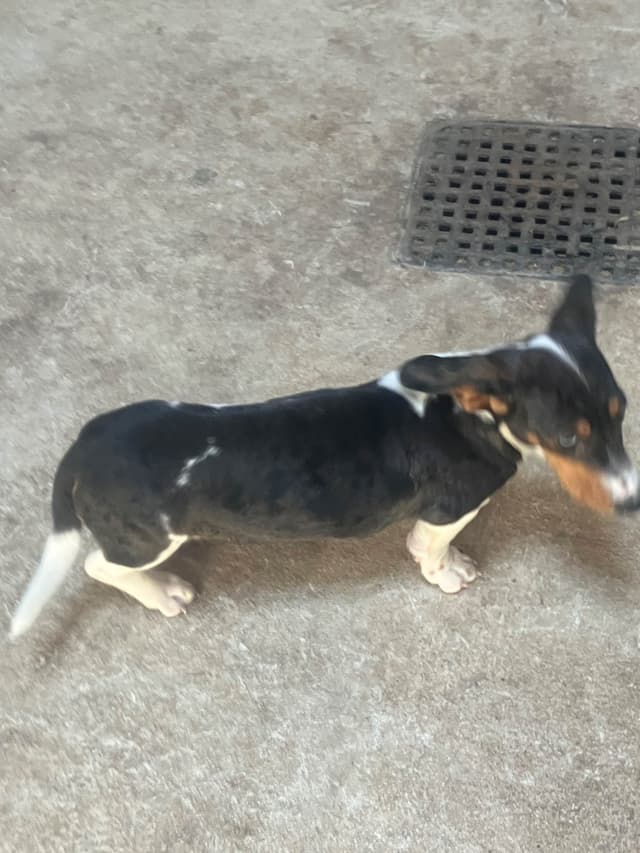 Dachshund Puppies media 2