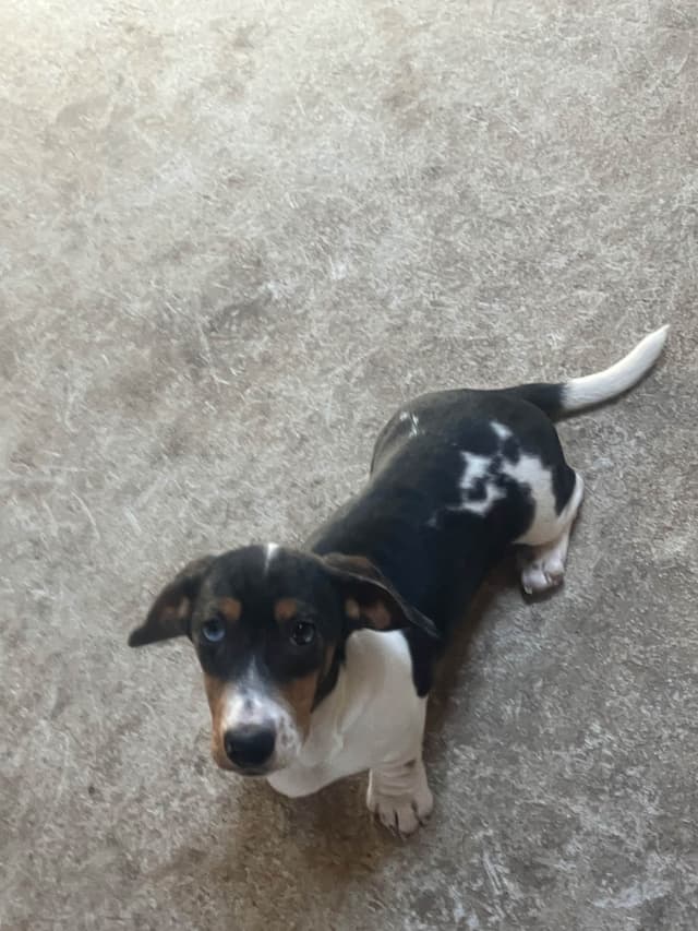 Dachshund Puppies media 3