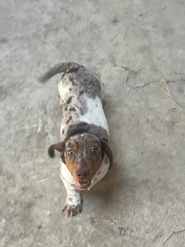 Dachshund Puppies media 5