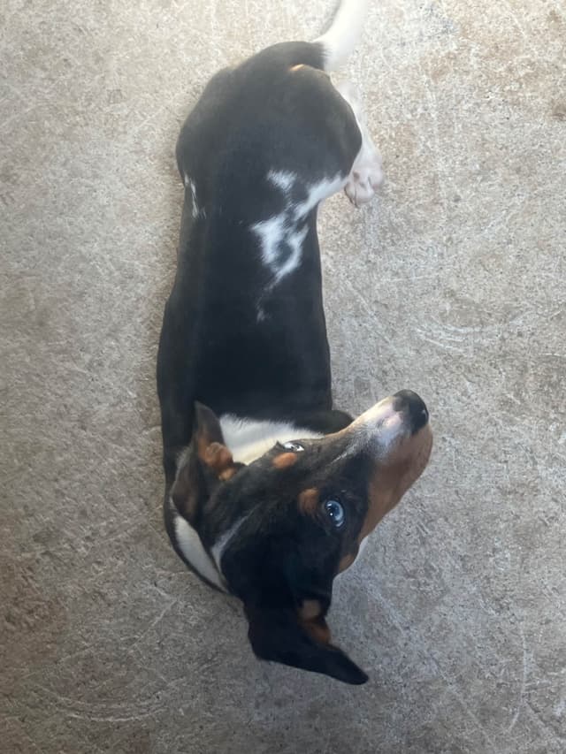 Dachshund Puppies media 6
