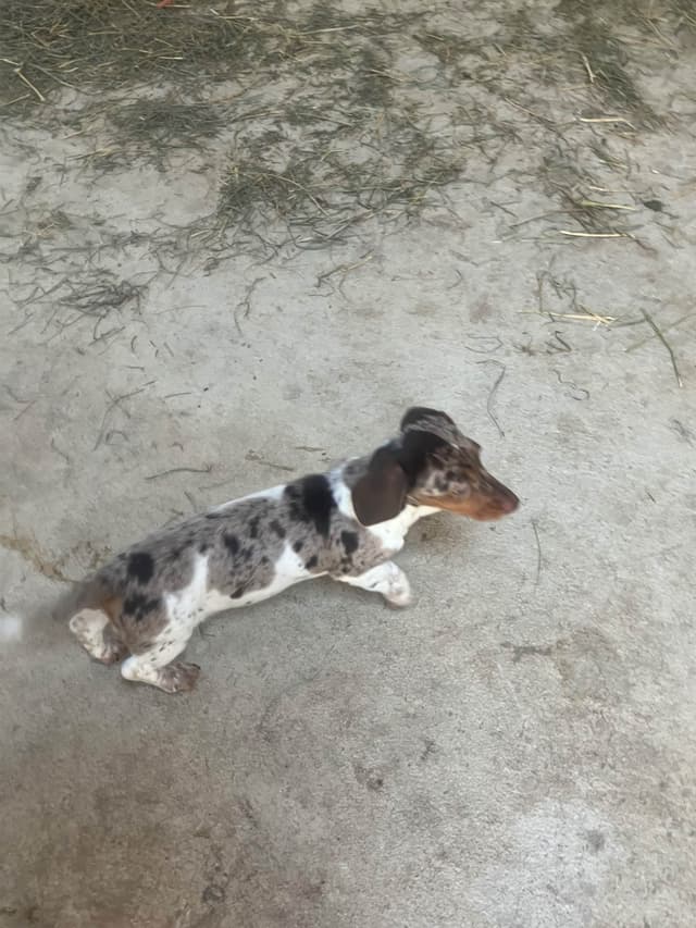 Dachshund Puppies media 7