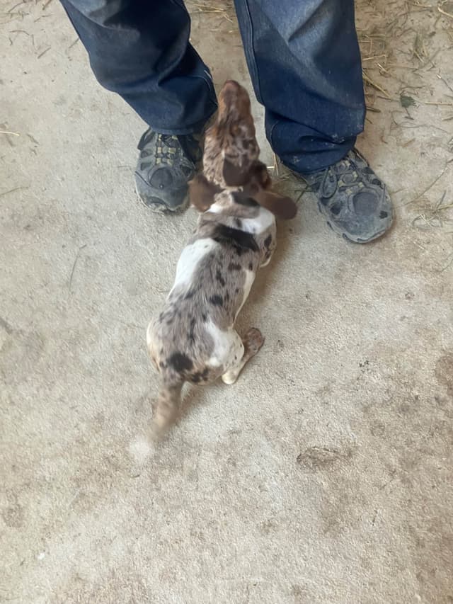 Dachshund Puppies media 8