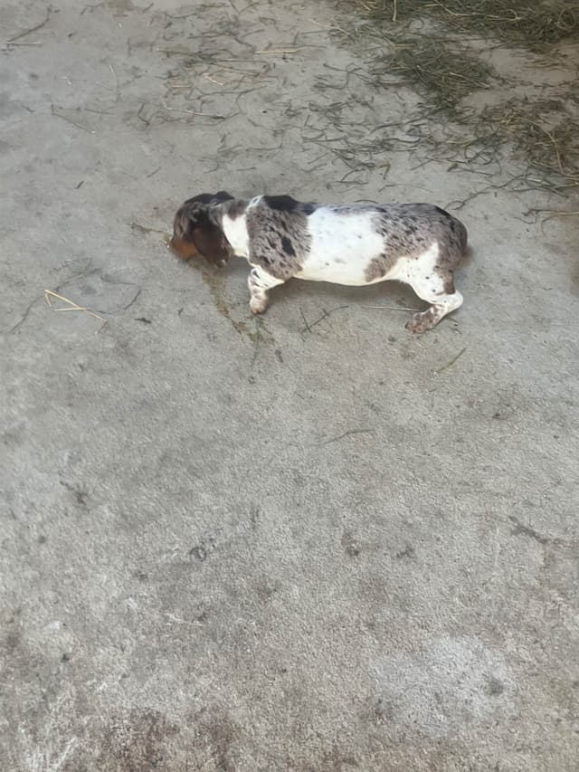 Dachshund Puppies media 9