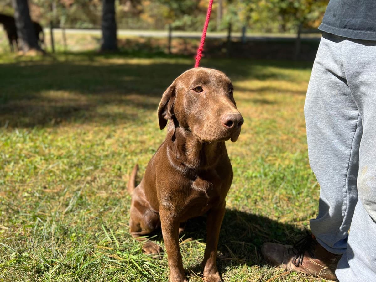 AKC Labrador Retriever Puppies breeder image 1