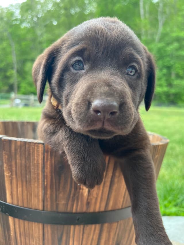 Ready to Go Home AKC Chocolate Labrador Retriever Puppies media 3