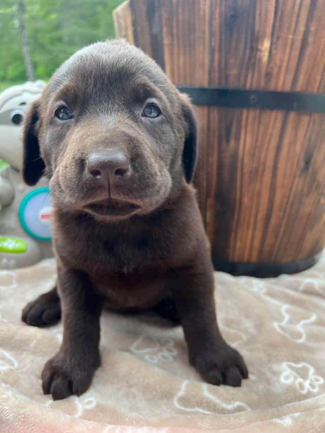 Ready to Go Home AKC Chocolate Labrador Retriever Puppies media 4