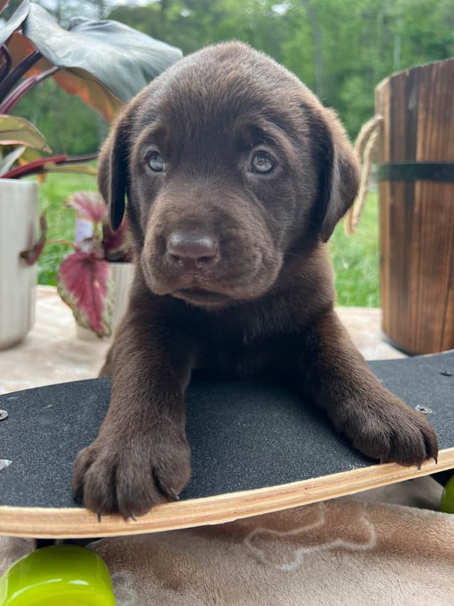 Ready to Go Home AKC Chocolate Labrador Retriever Puppies media 5