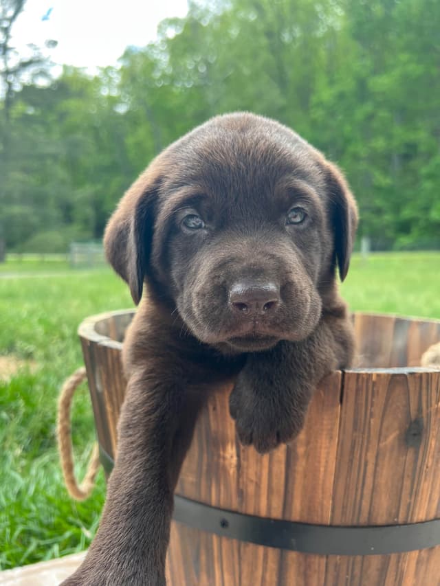 Ready to Go Home AKC Chocolate Labrador Retriever Puppies media 6
