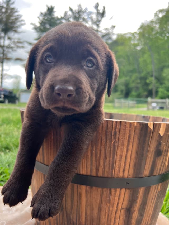 Ready to Go Home AKC Chocolate Labrador Retriever Puppies media 7