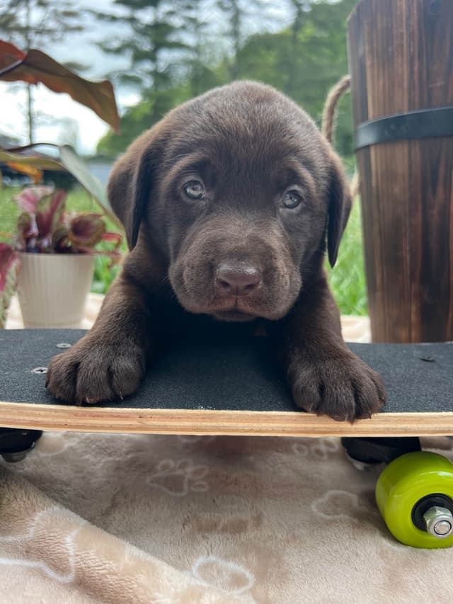 Ready to Go Home AKC Chocolate Labrador Retriever Puppies media 8