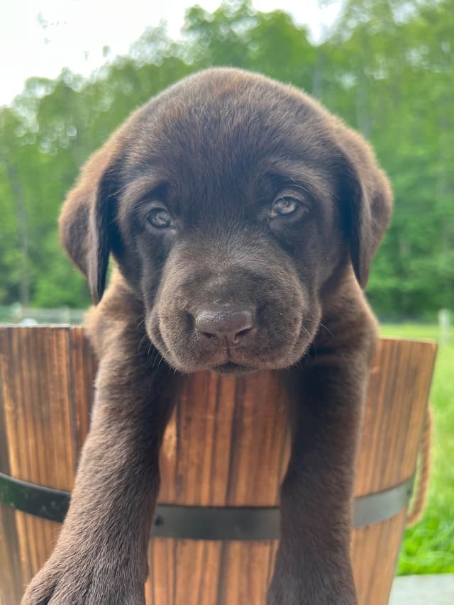 Ready to Go Home AKC Chocolate Labrador Retriever Puppies media 10