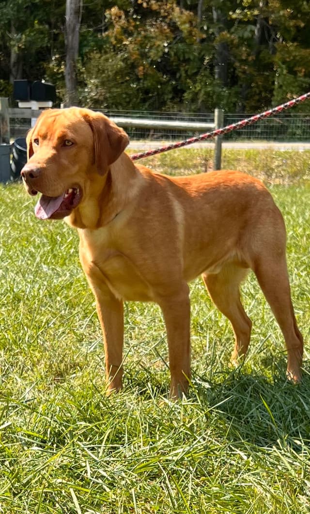AKC Labrador Retriever Puppies media 2