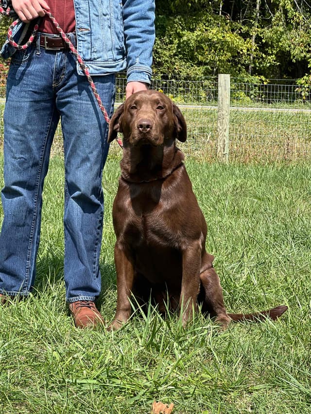 AKC Labrador Retriever Puppies media 2