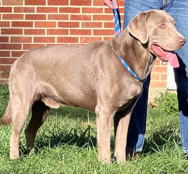 Ready to Go Home AKC Silver Labrador Retriever Puppies media 5