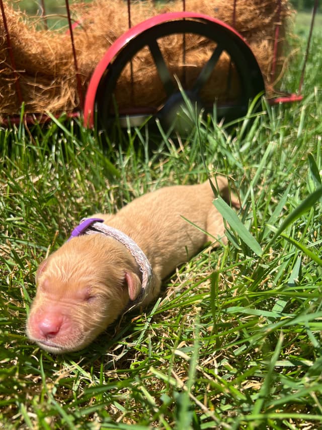 AKC Golden Retriever Puppies media 2