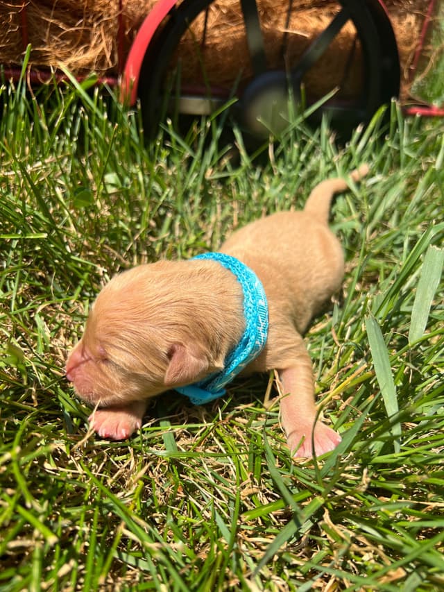 AKC Golden Retriever Puppies media 3